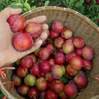 ราคา ลูกไหน ลูกพรุน ลูกพลัม จากดอยอ่างขาง (21643283717)