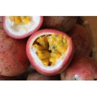 ราคา สดจากไร่ เสาวรสพันธ์หวาน ขนาด 1 Kg สดทุกวัน ของเข้าใหม่ทุกเช้า ราคาส่ง ราคาถูก ที่สุด (21420828276)