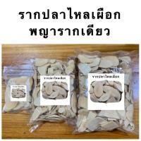 ราคา รากปลาไหลเผือก ปลาไหลเผือก สมุนไพรรากปลาไหลเผือก (20525733790)