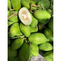 ราคา โปร มะม่วงเบาสดใต้แท้ กรอบ เปรี้ยว ตัดสดส่งทุกวัน ขนาด 1 กก (21438854059)