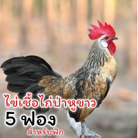 ราคา ไข่เชื้อไก่ป่า 5 ฟอง สำหรับฟัก (21748211076)