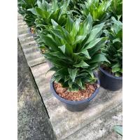 ราคา ต้นวาสนาเก้าชั้น วาสนาหมุนเงิน ต้นไม้มงคล กระถาง 6 8 นิ้ว (21507310874)