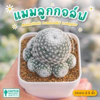 ราคา แมมลูกกอล์ฟยักษ์ อิลิแกนซ์ Mammillaria humboldtii v elegans กระถางสีขาว (21483428407)