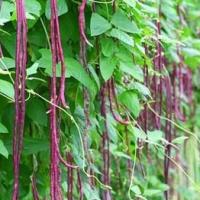 ราคา Red Long Beans Seeds ถั่วฝักยาวม่วง ถูกที่สุด เมล็ดถัวฝักยาวสีม่วง 25 เมล็ด ปลูกครั้งเดียว อยู้ได้หลายปี ผลดก เมล็ดพันธุ์ ถั่วฝักยาว Vegetable Seeds เมล็ดพันธุ์ผัก เมล็ดผักต่างๆ เมล็ดพันธุ์ เมล็ดผักสว
