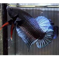 ราคา ปลากัดมาเลลูกนอก นำเข้า ปลากัดเก่ง บ่อ R98 (21402358997)