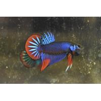 ราคา ปลากัดตะวันออก เมีย ส่งแบบด่วน (21596385189)