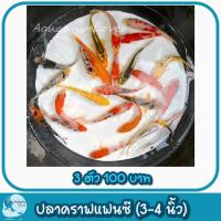 ราคา ปั้มลมสำหรับคนเลี้ยงปลา เพิ่มความสวยงามให้ตู้ปลา (21386863733)