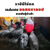 ราคา ไข่เชื้อ ไข่สำหรับฟักไก่ ออสตราลอป 1ใบ ไข่เชื้อไก่ไข่สวยงาม สายพันธุ์นำเข้าไข่ดกที่สุดในโลก เป็นทั้งไก่ไข่และไก่เนื้อ (17158503476)
