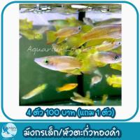 ราคา สำปรับตู้ปลา บ่อปลา นกยุง มังกรน้อยคนเลี้ยงปลาเพิ่มสีสรรให้ตู้ปลาเลือกได้ตามใจชอบ (21394362831)