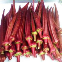 ราคา Red Okra Seeds กระเจี๊ยบฝักสีแดงงง ถูกที่สุด เมล็ดพันธุ์กระเจี้ยบมอญอเมริกันแดง 50 เมล็ด งอกง่าย โตไว ผลดก สีสวย ทานอร่อย เมล็ดพันธุ์ กระเจี๊ยบมอญ สีแดง Vegetable Seeds เมล็ดพันธุ์ผัก เมล็ดผักต่างๆ เม