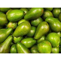 ราคา อโวคาโด อาโวคาโดสด 1 กิโลกรัมสดจากสวน พันธ์ุ034 บาเยือง พื้นเมือง บูส7 (21614811379)