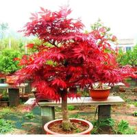 ราคา เมเปิลบอนไซ เมล็ดพันธุ์บอนไซเมเปิล 50 เมล็ด แพ็ค Red Maple Seeds ไม้ผลัดใบเมเปิ้ลเรดญี่ปุ่นและบอนไซเมเปิ้ลแดง ต้นเมเปิ้ลต้นไม้ประดับ บอนไซแคระ บอนไซ เมล็ดดอกไม้ ปลูกง่าย โตเร็ว (21574255111)