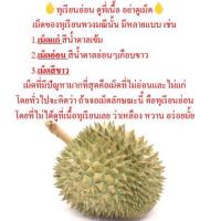 ราคา ทุเรียนพวงมณี 600 800 กรัม ต่อลูก สุกเละ (14206904250)