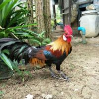 ราคา ไข่เชื้อไก่ต่อ ป่า หูขาว 5 ฟอง สำหรับฟัก (18247546552)