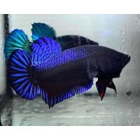 ราคา ไอ้พริก ปลากัดเก่งแปดริ้ว สายกัดเดิมพัน (21637489833)