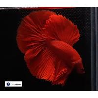 ราคา อาหารปลา ปลากัดฮาฟมูน เกรด A (20820746092)