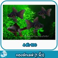 ราคา ปั้มลมสำหรับคนเลี้ยงปลา เพิ่มความสวยงามให้ตู้ปลา (21534730813)