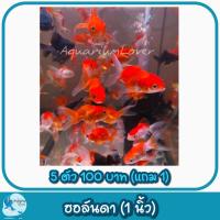 ราคา ปั้มลมสำหรับคนเลี้ยงปลา เพิ่มความสวยงามให้ตู้ปลา (21534730807)