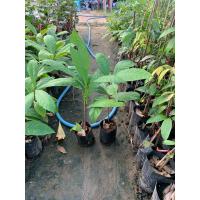 ราคา ต้นจิกเศรษฐี ไม้มงคลดอกสวย ไม้มงคลที่ช่วยเสริมบารมี เรียกโชคเรียกทรัพย์เข้าบ้านให้แก่ผู้ปลูก (19169747606)