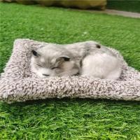 ราคา ตุ๊กตาดูดกลิ่น ตุ๊กตาหมาดับกลิ่น ตุ๊กตาดับกลิ่น ตุ๊กตาแมวดับกลิ่น ตุ๊กตาดูดกลิ่นในรถ ตุ๊กตาแมว ตุ๊กตาหมา ตุ๊กตาน้องหมาxiaoshop01 (21368907187)