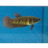 ราคา ปลากัดแม่พันธุ์ดี ตัวใหญ่ คุณภาพพร้อมผสม นำไปเพาะพันธุ์ได้เลย ตัวเมียอีสาน1ตัว ใหญ่ รับประกันสินค้า100 (21459031168)