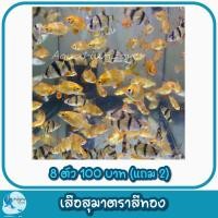 ราคา ปั้มลมสำหรับคนเลี้ยงปลา เพิ่มความสวยงามให้ตู้ปลา (21386941052)