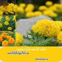 ราคา ปลูกในประเทศไทยได้ง่าย ต้นฉบับ 100 100 เมล็ด ดอกดาวเรืองคละสี เมล็ด ขาย เมล็ดพันธุ์ดอกไม้สำหรับสวน เมล็ดพันธุ์ดอกไม้บอนไซ สำหรับปลูกพืชดอกสด ดอกไม้ที่ปลูกได้ง่าย เมล็ดพืชกระถางสำหรับระเบียง ขาย (21735