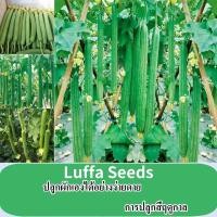 ราคา คุณภาพดี 20 เมล็ด แพ็ค Luffa เมล็ด พืชระเบียงกระถางที่เรียบง่ายในร่มและกลางแจ้ง ผัก เมล็ด ขาย จริง เมล็ดพืช บ้าน ผู้จัดงาน พืชผัก พืชสวน ผัก เมล็ด อินทรีย์ สำหรับการเพาะปลูก (21727898669)