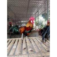 ราคา ไข่เชื้อไก่ต่อ ป่า หูขาว ชุด 5 ฟองสำหรับฟัก (18157963279)