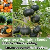 ราคา คุณภาพดี 10 เมล็ด แพ็ค เมล็ดฟักทองญี่ปุ่น เมล็ดพันธุ์ฟักทองญี่ปุ่น เมล็ดฟักทองญี่ปุ่นสีส้ม เมล็ด ในร่มและกลางแจ้งกระถางต้นไม้ระเบียงง่ายเมล็ดพืชผัก ขายเมล็ดพันธุ์พืชจริง บ้าน ผู้จัดงาน ผัก พืชสวน เมล็