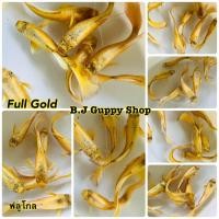ราคา ปลาหางนกยูง ฟลูโกล Full Gold แถม อาหารปลาหางนกยูง ไฮเกรด ทุกกล่อง (21661520318)
