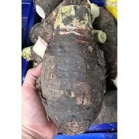 ราคา สดจากฟาร์ม เผือกหอมสด เผือกบก เนื้อฟู หัวใหญ่ สดใหม่ พร้อมส่ง เผือกไซส์ใหญ่ ราคาส่ง ราคาถูก ที่สุด (21380436705)