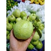 ราคา สดจากสวน ฝรั่งกิมจูหวานกรอบเก็บสดๆจากสวนรับประกันคุณภาพ1 กิโลกรัม ราคาถูก ที่สุด ราคาส่ง (21390260982)