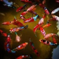 ราคา ปลากัดนีโม่แคนดี้ โค่ย กาแลคซี่ มัลติคัลเลอร์ หลากสีสัน เพศเมีย เลี้ยงรวมได้ ทำแม่พันธุ์ได้ (21489132420)