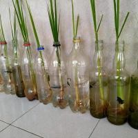 ราคา ปลากัดธรรมชาติ ปลากัดลูกทุ่งช้อนแท้100 สีเขียว ตัวใหญ่ ส่งด่วน รับประกันสินค้า100 (21493642773)