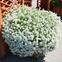 ราคา เมล็ดพันธุ์ ดอก อลิสซั่ม ไวท์สวีท White Sweet Alyssum Seed บรรจุ 1000 เมล็ด คุณภาพดี ราคาถูก ของแท้ 100 (21573665882)
