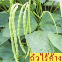 ราคา Long Green Beans Seeds Cowpea Seeds เมล็ดพันธุ์ถั่วพุ่ม ถั่วฝักยาวไร้ค้าง ถั่วไร้ค้าง ถูกที่สุด เมล็ดถั่วไร้ค้าง 40 เมล็ด งอกง่าย ปลูกง่ายขึ้นไว ปลูกได้ทุกที่ ไม่ต้องทำค้าง Vegetable Seeds เมล็ดพันธุ์