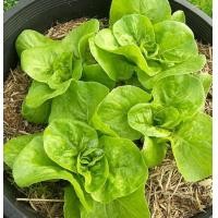 ราคา Lettuce Seed เมล็ดพันธุ์ ผักสลัด บรรจุ 1000 เมล็ด คุณภาพดี ราคาถูก ของแท้ 100 Lettuce Vegetable Seeds เมล็ดพันธุ์ผัก เมล็ดผักต่างๆ เมล็ดพันธุ์ เมล็ดผักสวนครัว ปลูกได้ทั้งปี เมล็ดพันธุ์พืช Lettuce Plan