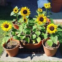 ราคา เมล็ดพันธุ์ ทานตะวัน Dwarf Sunflower Flower Seeds ต้นดอกไม้สวยๆ เมล็ดดอกไม้ แต่ละแพ็คมี 50 เมล็ด เมล็ดพันธุ์ ดอกทานตะวัน เมล็ดพันธุ์ทานตะวัน ต้นไม้ ดอกไม้ ต้นไม้ฟอกอากาศ ต้นไม้มงคลสวยๆ เมล็ดดอกไม้ ไม้