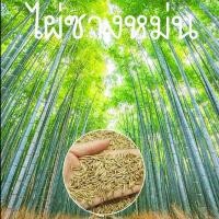 ราคา ไผ่ซางหม่นแท้ ถูกที่สุด เมล็ดพันธุ์ไผ่ซางหม่น Phyllostachys seeds 50 เมล็ด แพ็ค ปลูกง่าย ไผ่ทำเงิน ไผ่เงินล้าน มล็ดซางหม่น ซางหม่น ไผ่ซางหม่น (21573975382)