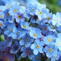 ราคา ดอก Forget Me Not Seeds for Sale เมล็ดพันธุ์ อย่าลืมฉัน ถูกที่สุด เมล็ดพันธุ์ฟอเกตมีนอต 100 เมล็ด งอกดี พุ่มใหญ่ สีสวยมาก ต้นไม้ ดอกไม้ ต้นไม้ฟอกอากาศ ต้นไม้มงคลสวยๆ เมล็ดดอกไม้ ไม้ ดอกตลอดปี Flower S