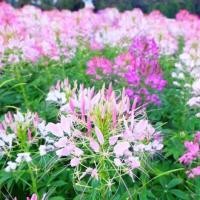 ราคา 200เมล็ด ซอง Cleome Spinosa Seeds ต้นไม้ ดอกไม้ ต้นไม้ฟอกอากาศ ต้นไม้มงคลสวยๆ เมล็ดดอกไม้ ไม้ ดอกตลอดปี Flower Seeds for Planting Plant Seeds ผักเสี้ยนฝรั่งคละสี เสี้ยนฝรั่งยักษ์ คละสี ถูกที่สุด เมล็ด