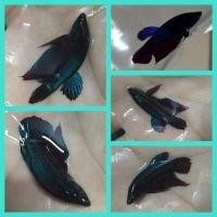 ราคา ปลาหม้อสายกัด แปดริ้ว หัวบ่อหม้อแปดริ้ว หม้อนำเข้า กัดดุมาก ทนมาก หนังเหนียวฟันคม ได้ไปสุดจัดแน่นอน ส่งด่วน รับประกันสินค้า100 (21493641513)