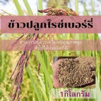 ราคา ข้าวปลูกไรซ์เบอร์รี่ ขนาด 1 กิโลกรัม (10520746583)