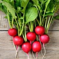 ราคา Round Red Cherry Radish Seed แรดิช ถูกที่สุด เมล็ดพันธุ์แรดิช 250เมล็ด ปลูกง่าย ขึ้นไว ใส่ผักสลัดอร่อย เมล็ดแรดิช Cherry Belle Radish Seed แรดิช เมล็ดพันธุ์แรดิช Vegetable Seeds เมล็ดพันธุ์ผัก เมล็ดผั
