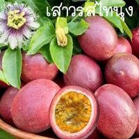 ราคา Red Passion Fruit Seeds เสาวรสหวาน ไทนุง ถูกที่สุด เมล็ดพันธุ์เสาวรสหวานไทนุง100เมล็ด ปลูกง่าย ทนร้อน ผลดก รสหวาน เมล็ดพันธุ์เสาวรส เมล็ดพันธุ์ เสาวรส Fruit Seeds เมล็ดพันธุ์พืช ต้นไม้ พืช ต้นไม้ผลกิน