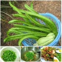 ราคา เมล็ดพันธุ์ ถั่วพูยักษ์ถั่วพูยาว Giant Winged Bean Seed บรรจุ 25 เมล็ด คุณภาพดี ราคาถูก ของแท้ 100 Vegetable Seeds เมล็ดพันธุ์ผัก เมล็ดผักต่างๆ เมล็ดพันธุ์ เมล็ดผักสวนครัว ปลูกได้ทั้งปี เมล็ดพันธุ์พืช