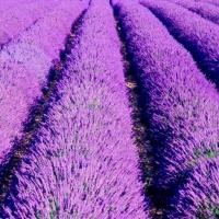 ราคา Lavandula Seeds ดอกลาเวนเดอร์ ลาเวนเดอร์ ฝรั่งเศส ถูกที่สุด เมล็ดพันธุ์ลาเวนเดอร์ ฝรั่งเศส 200 เมล็ด นำเข้าจากฝรั่งเศส งอกง่าย โตไว ดอกสวย หอมมาก ต้นไม้ ดอกไม้ ต้นไม้ฟอกอากาศ ต้นไม้มงคลสวยๆ เมล็ดดอกไม