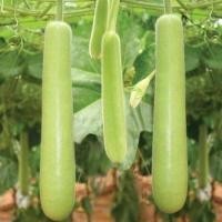 ราคา 25เมล็ด ซอง Long Bottle Gourd Seeds น้ำเต้ายาว ถูกที่สุด เมล็ดพันธุ์น้ำเต้ายาว ปลูกง่าย ลูกดก ทานอร่อย เมล็ดพันธุ์ น้ำเต้ายาว คูกุซซี่ Cucuzzi Gourd Seed เมล็ดน้ำเต้ายาว Vegetable Seeds เมล็ดพันธุ์ผัก