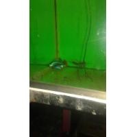 ราคา ปลากัดตะวันออก เมีย ส่งแบบด่วน (21596385188)